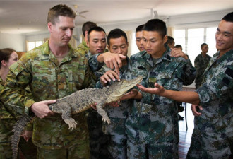 中澳美军人协同捕获4.3米长鳄鱼：野外分食