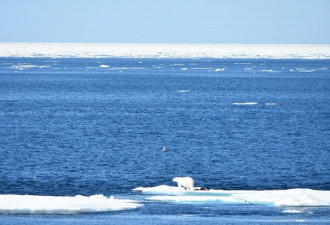 气候变暖 北极熊孤坐无雪岩石 生存环境堪忧