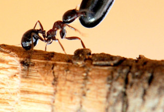 自然界“大力士”蚂蚁搬食物：越卑微越坚强