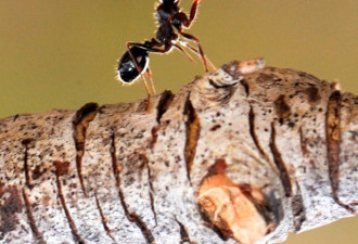 自然界“大力士”蚂蚁搬食物：越卑微越坚强