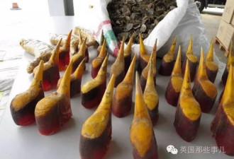 香港海关查获珍稀鸟类头骨:价值比象牙高3倍