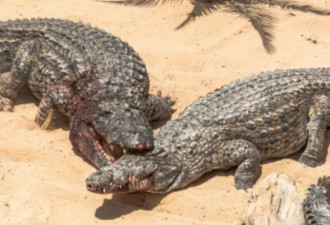 BBC：“中国胃”催盛非洲鳄鱼养殖业