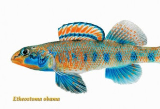 美国科研人员将新鱼种命名为“奥巴马”