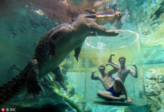 世界最危险的旅行体验看看就吓尿了：鳄鱼共舞