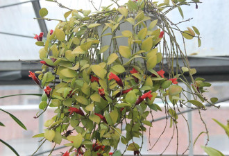 养花种草系列46：金鱼草与唇膏花