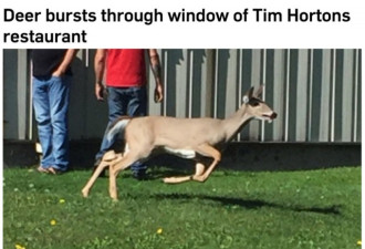 安省小鹿光临Tim Hortons 撞坏橱窗受伤