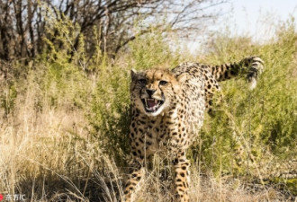 吓死!南非猎豹1.5米距离突袭摄影师凶相毕露