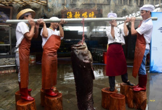 渔民捕获236斤重石斑鱼 4个人才能扛起