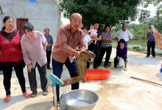 江苏发现巨型野生娃娃鱼 身长超1米重12.5斤