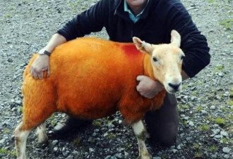 英国男子为防止羊被盗 将800只羊喷成橙色