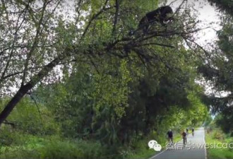加拿大黑熊上树：路上骑车人浑然不知