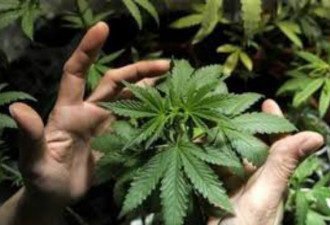 在美国非法种植3000株大麻 14名中国人被捕