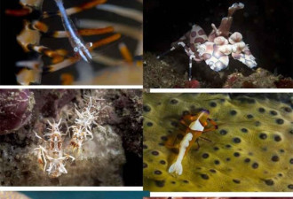 这里是火山下的海洋生物博物馆 蓝壁海峡