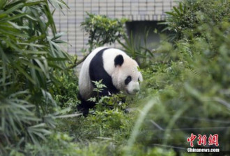 赠台大熊猫团团现“鬼剃头”?动物园：头没秃