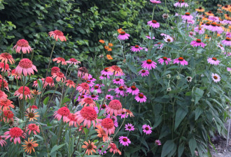 养花种草系列53：紫锥花的种植与管理
