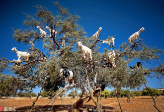 摩洛哥馋嘴山羊爬树觅食：满树挂羊秀平衡能力