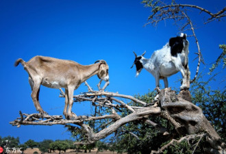 摩洛哥馋嘴山羊爬树觅食：满树挂羊秀平衡能力