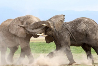 肯尼亚大象为争权大打出手 上演“夺位”大战