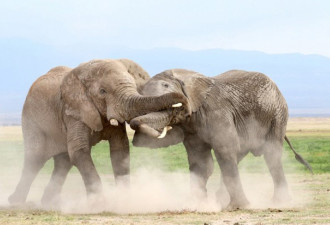 肯尼亚大象为争权大打出手 上演“夺位”大战