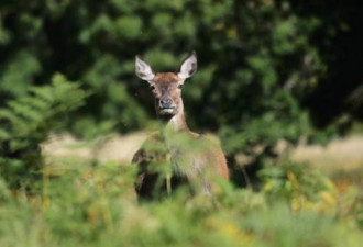 美国最危险动物 性情温驯的野鹿竟然居首