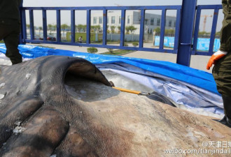 10吨重鲸鲨遗体将成博物馆镇馆之宝
