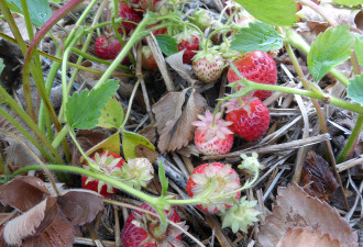 养花种草系列52：草莓应该怎么种