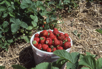 养花种草系列52：草莓应该怎么种
