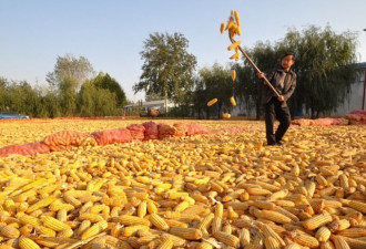 涉盗窃玉米良种 中国男子在美被判3年监禁