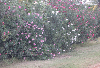 养花种草系列50：夹竹桃Oleander