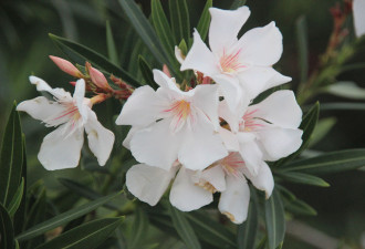养花种草系列50：夹竹桃Oleander