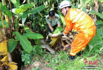 50斤巨蟒闯入果园偷吃鸡 消防员徒手捕蟒