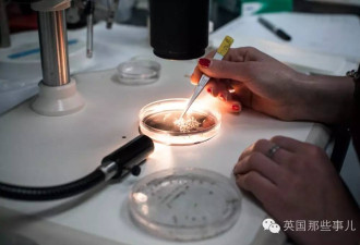 科学家抠下蝌蚪眼睛 装到屁股上 居然还能用