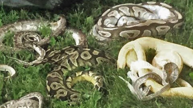 Kate Fowler of London discovered 10 dead snakes when she took out her trash Friday morning.