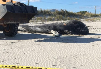 美国东海岸海滩惊现20吨重座头鲸尸体 死因不明