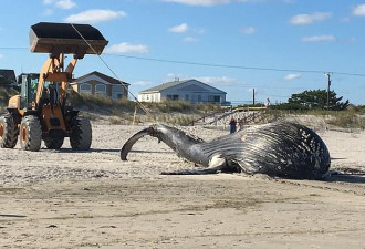美国东海岸海滩惊现20吨重座头鲸尸体 死因不明
