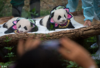熊猫宝宝 “花花”衣服萌翻天 为国庆添彩