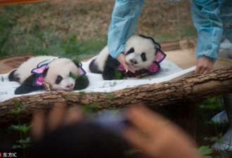 熊猫宝宝 “花花”衣服萌翻天 为国庆添彩