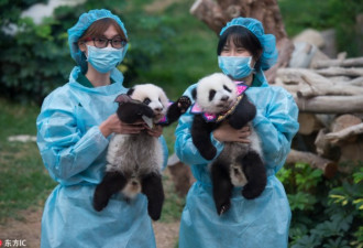 熊猫宝宝 “花花”衣服萌翻天 为国庆添彩