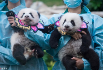 熊猫宝宝 “花花”衣服萌翻天 为国庆添彩