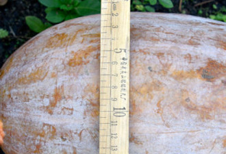 四川农民种出“超级”大南瓜 长约1米重达40斤