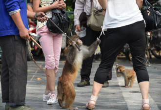 耍猴人唆猴强行抱人乞讨 游客受惊吓