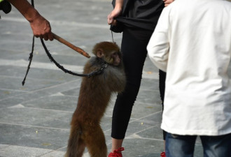 耍猴人唆猴强行抱人乞讨 游客受惊吓