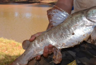 澳洲鲶鱼捕食老鼠:气候变化或威胁生物多样性
