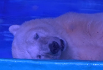 英媒：“世界最悲伤”北极熊将搬离中国