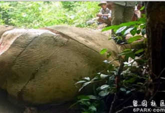 中国人对大象皮需求攀升 缅甸亚洲象遭屠杀