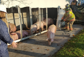 安省给猪喂水而被告的女子 又因为猪被再次逮捕
