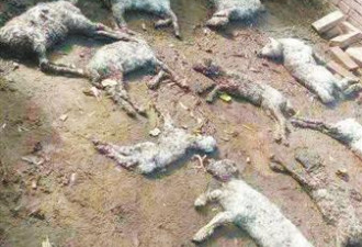 狼来了？宁夏一农户羊圈遭血洗 28只羊被咬死