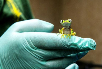 英模拟山林环境拯救濒危青蛙：有蝌蚪长成幼蛙