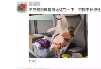 残忍！北京一学校工作人员虐猫 有猫被捆绑倒挂