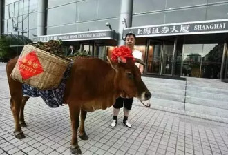 这家公司为庆祝上市 竟带一头牛到上交所走秀